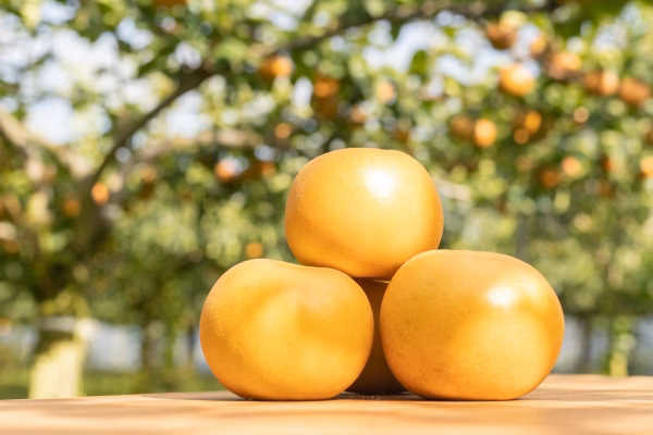 ウマすぎて全俺が泣いた！【秋月あきづき】まっちゃん梨　栃木県大田原市