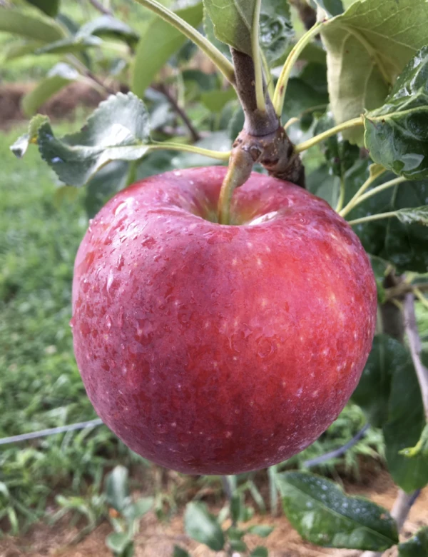 【先行予約】シナノリップ 家庭用✨最新品種8月お届けの夏りんご！