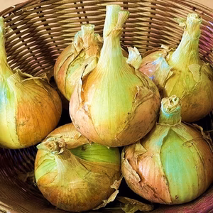 新玉ねぎ2㎏　無農薬栽培