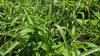 【緊急放出！】（自然栽培）農薬＆肥料不使用・固定種の夏野菜セット（茄子多め）