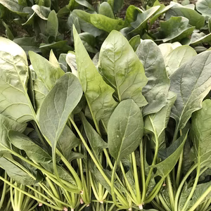 ✨栄養満点✨フレッシュほうれん草