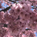 スティッチママ