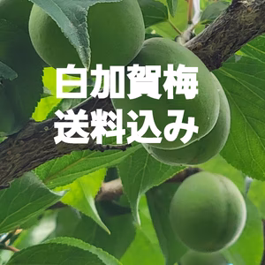 白加賀梅1kg送料無料