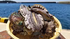 【夏ギフト熨斗対応】壱岐養殖アワビ（あわび）天然サザエ※北海道沖縄発送不可