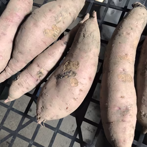 （規格外）6kg さつまいも（紅はるか）