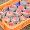 関西有名ブランド【あらかわの桃】訳あり 約2kg