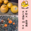 (2月発送)和歌山県産☆不知火　サイズが選べる　訳あり家庭用 約10キロ