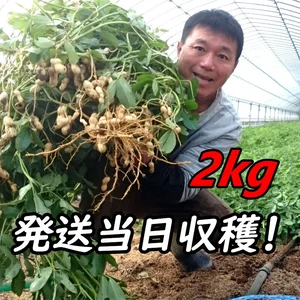 『おおまさり 生落花生 2kg』茹で落花生に最適！千葉県産のジャンボピーナッツ♪
