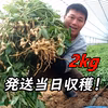 『おおまさり 生落花生 2kg』茹で落花生に最適！千葉県産のジャンボピーナッツ♪