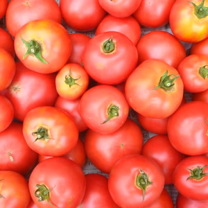 【アルプスからの贈り物】燃える太陽＊真っ赤なトマト2ｋ～農薬・不使用