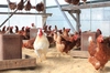 【6～9月,月1定期,冷蔵】平飼い自然卵 白身ぷりぷり 黄身はレモン色