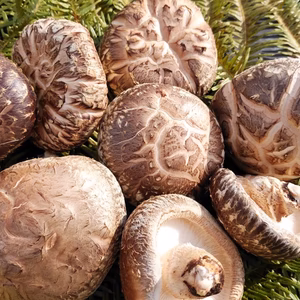 冬の味覚！たっぷり500g！採れたて原木生椎茸「森育ち」（大小サイズ混）