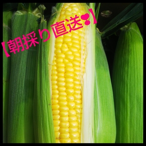 とうもろこし【ゴールドラッシュ】10本