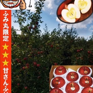糖度14%以上保証りんご！ 蜜入りりんご！ ★★★サンフジ約３キロ 