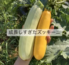 【訳あり】お得な季節の野菜セット80サイズ