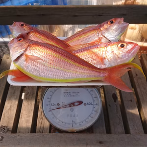 相模湾産天然イトヨリダイ。中、大サイズ