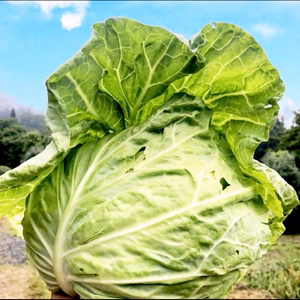 10【数量限定】農薬不使用の旨キャベツ！今だけの柔らかい春キャベツ