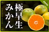 初秋のご褒美！爽やか甘酸っぱ♪ 愛媛産 極早生みかん S〜L混合 ご家庭用