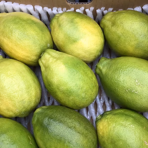 大きなレモン(りのか)3キロ以上　12玉前後
