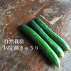 自然栽培の固定種きゅうり★農薬・肥料不使用｜キュウリ