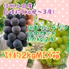 【 信州上田産種なし巨峰とシャインマスカット 】計約2kg