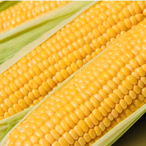 【6月発送】甘さ弾ける‼️ トウモロコシ 味来(みらい)