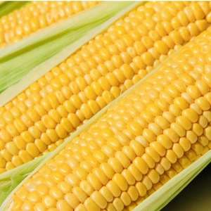 【6月発送】甘さ弾ける‼️ トウモロコシ 味来(みらい)  