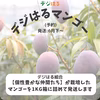 【先行予約】デジはるマンゴー(6月下〜)｜沖縄県産
