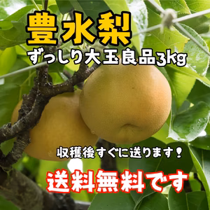 大玉良品【送料無料】豊水梨3㎏ 樹なり完熟