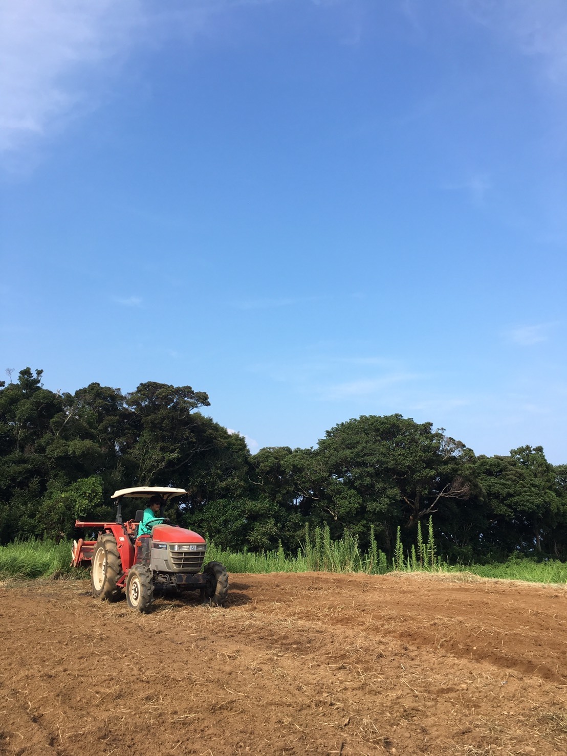 高知県四万十市｜やまみずき農園（ﾏﾙ・ｼｪﾘｱ）｜永島尚世さんの生産者