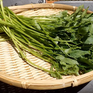 芳醇な香りとシャキシャキ食感　せり　おまけ野菜つき