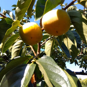 和歌山県橋本市の減農薬柿(家庭用・訳あり)全国送料無料