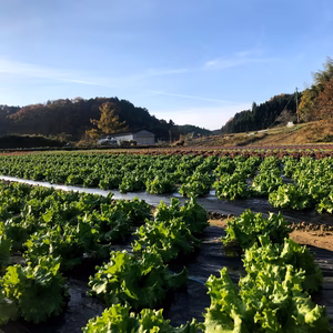 【有機JAS】はじまり屋 リーフレタス赤、緑でサラダセット１ｋｇ