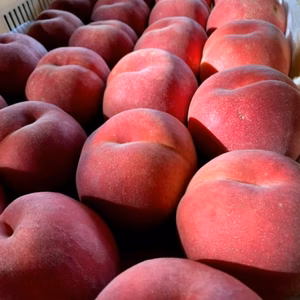 【24年8-9月発送】のろまん農場の うまいっ！川中島白桃【ふるさと納税専用】