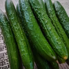 新鮮きゅうりA品 朝採り野菜