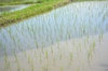 2023年 朝日米玄米　たけ爺ブランド米 栽培期間中無化学肥料・無農薬栽培