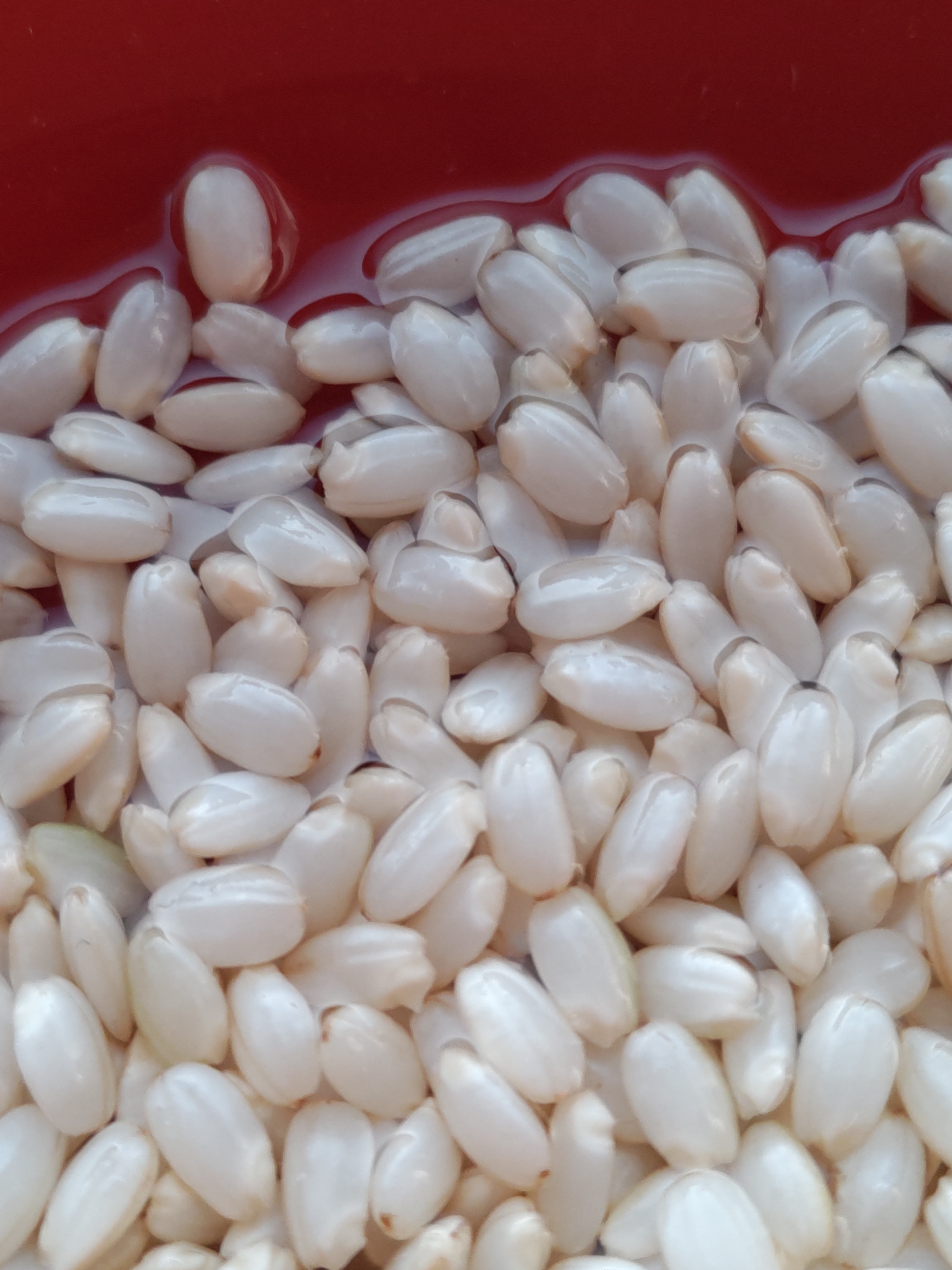 一等米✨【無農薬コシヒカリ】玄米4kg（2kg×2袋）【80】令和6