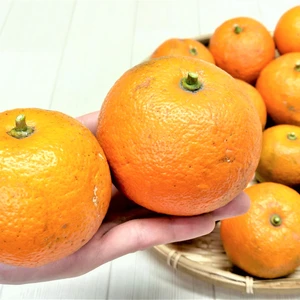 【おすすめ商品】農薬不使用（無農薬）自然栽培！爽やかな香りの完熟酢橙　農薬不使用