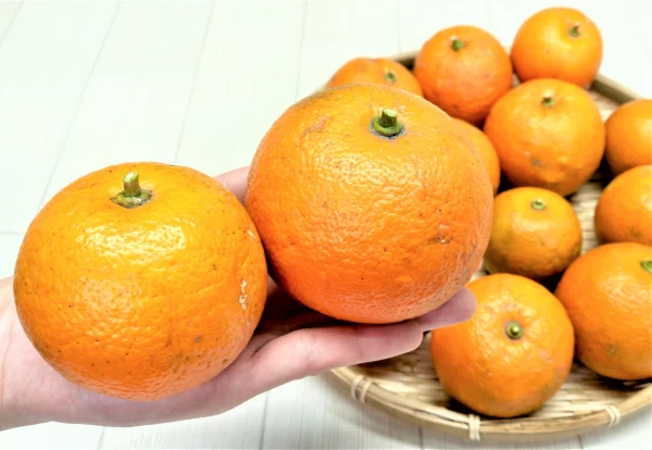 爽やかな香り！完熟酢橙と金柑のセット