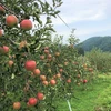 さむさわのりんご 訳あり サンつがる 3キロ 8～10玉 長野県産 
