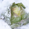 甘い！猪苗代産雪下キャベツ5Kg