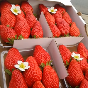 完熟イチゴ章姫（あきひめ）300g×4パック入り　ご贈答・ご家庭用に