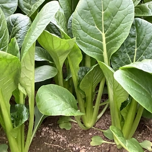 新鮮❗️栽培中農薬不使用小松菜