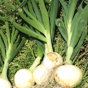 淡路島葉玉ねぎ 浜笑み(農薬化学肥料不使用 固定種)