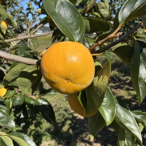 キズ物早生富有14個前後