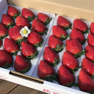 12月よりお届け①真っ赤な宝石大粒甘熟とちおとめ
