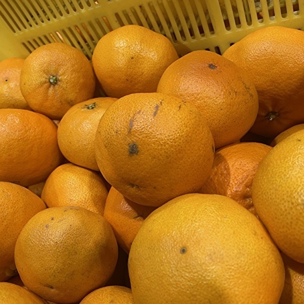 【¥1000OFF限定セール☆突っ込みかん】愛媛県　濃厚甘平　サイズ混合10kg 楽天市場】2026年2月分予約 糖度15度 訳あり 減農薬 甘平 みかん