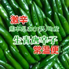 【全国送料一律】辛さ薫る　激辛青唐辛子