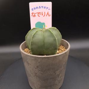 トゲの無いさわれるサボテン「なでりん」シリーズ♪碧瑠璃鸞鳳玉３号サイズ１点