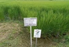 米・食味鑑定士のつくる良食味で安心な有機JAS認証：有機栽培コシヒカリ５㎏
